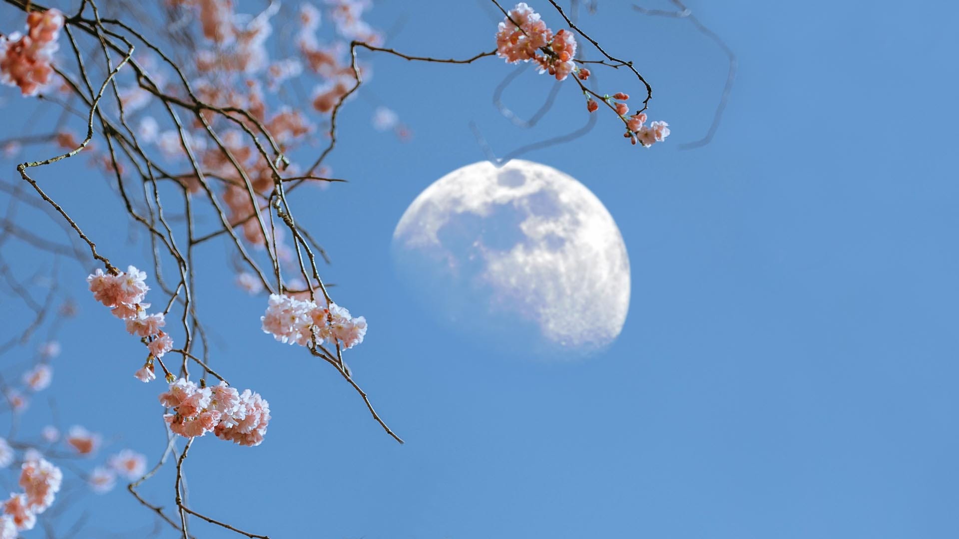 Daytime Moon